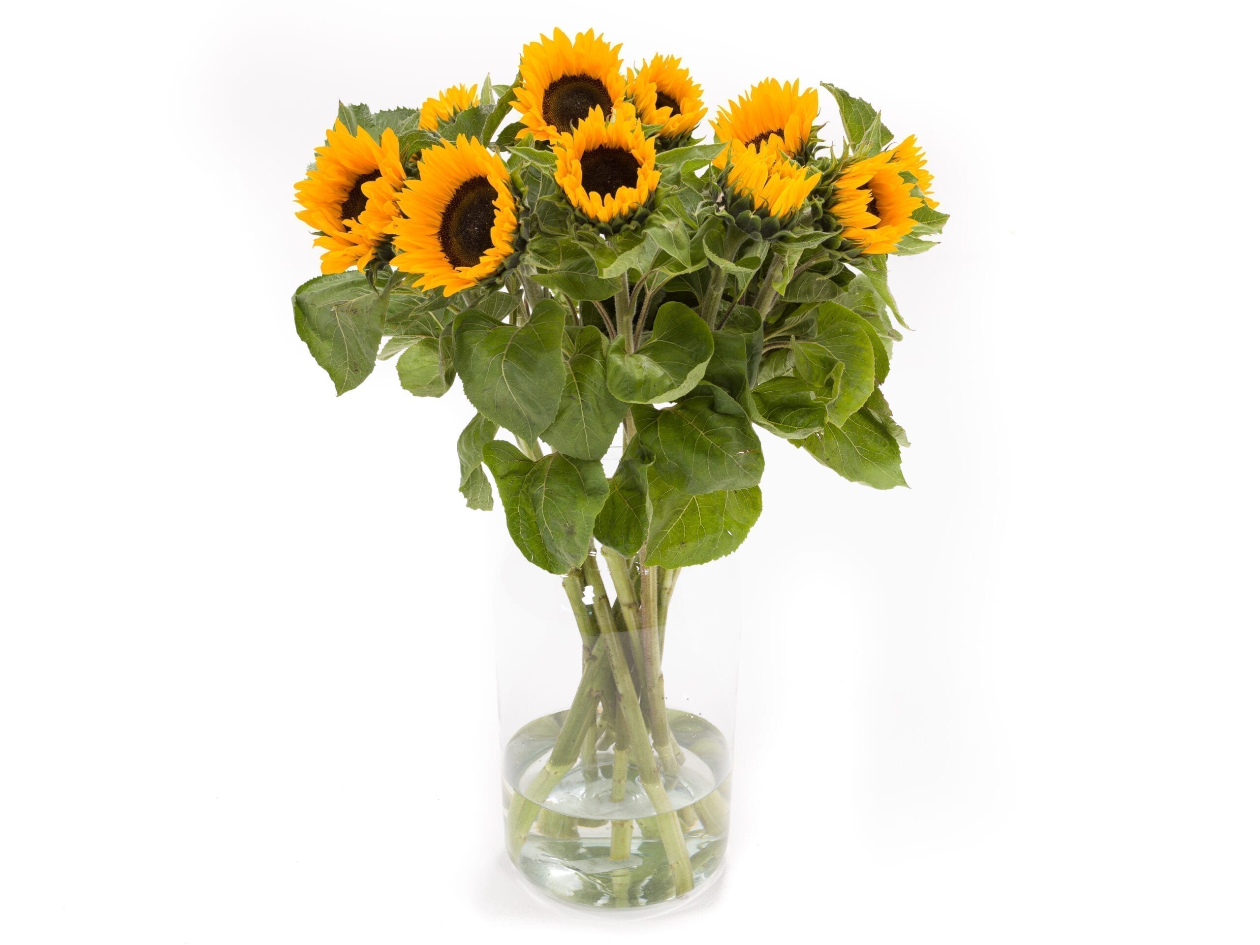 lanthaan Helderheid toeter Zonnebloemen Kopen Voor In De Vaas? #1 Top Kwaliteit Online