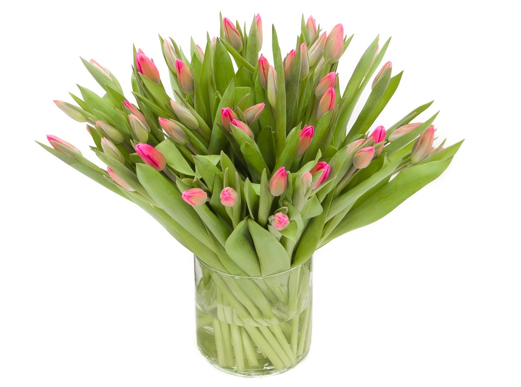 Valkuilen Geaccepteerd tegel De #1 kwaliteit Roze tulpen kopen doe je bij De Gier.