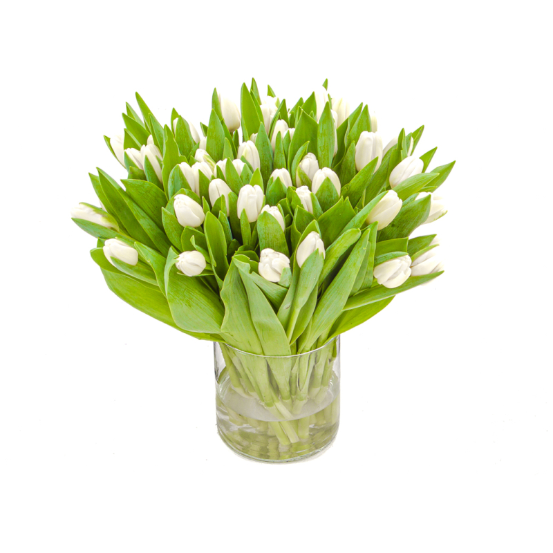 zoogdier transmissie middernacht Witte tulpen kopen? Bestel online de mooiste witte tulpen!