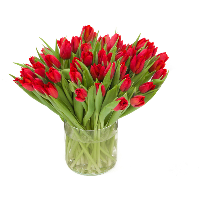 Vriendin aanvaardbaar groep Rode tulpen bestellen? De #1 in hoge kwaliteit rode tulpen!