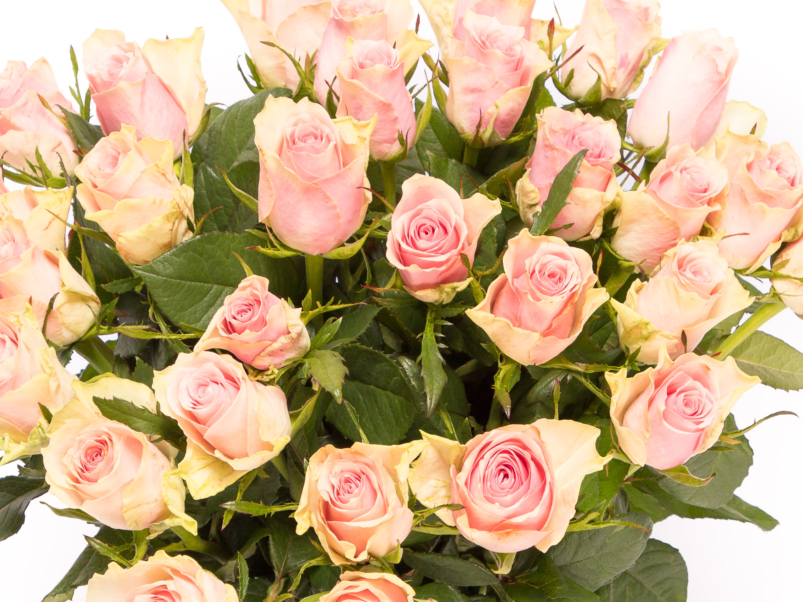 interferentie Doorweekt studie Roze rozen bestellen? De #1 in het leveren van super rozen!